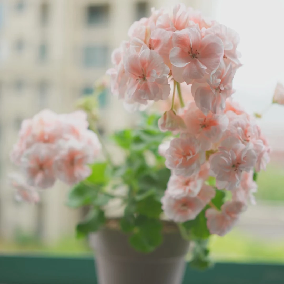 【兔子粉】天竺葵大花球多年生四季开