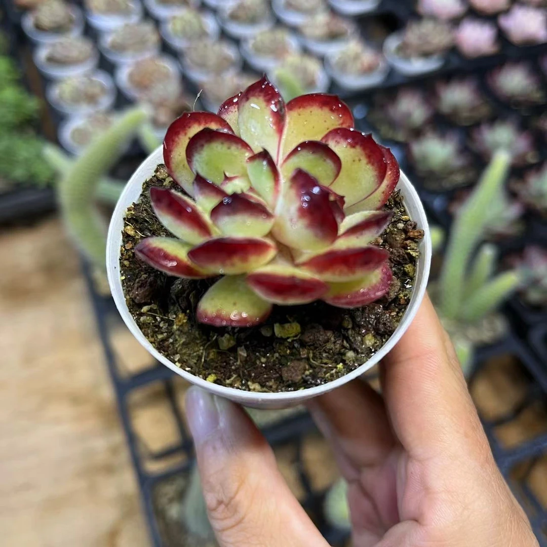 肉酱玫瑰6厘米盆老桩多肉