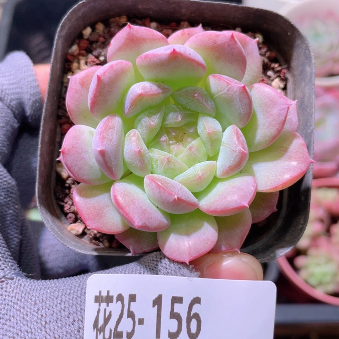 花利美25-156白桃汽水
