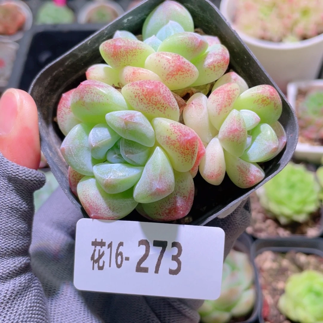 花利美16-273冰玉