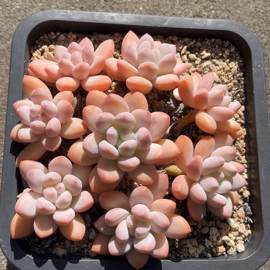 香水捧花一物一拍