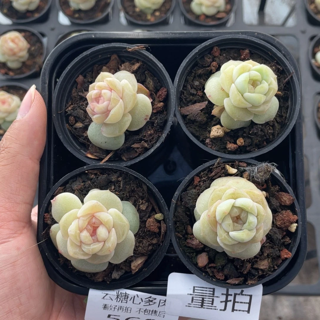 云糖心多肉植物568