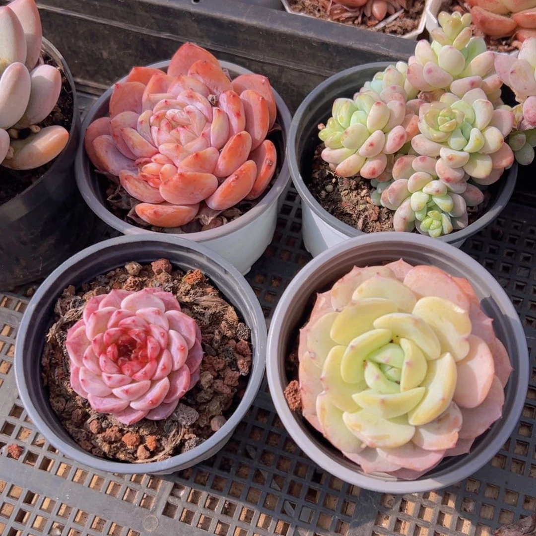 限时返场五福临门