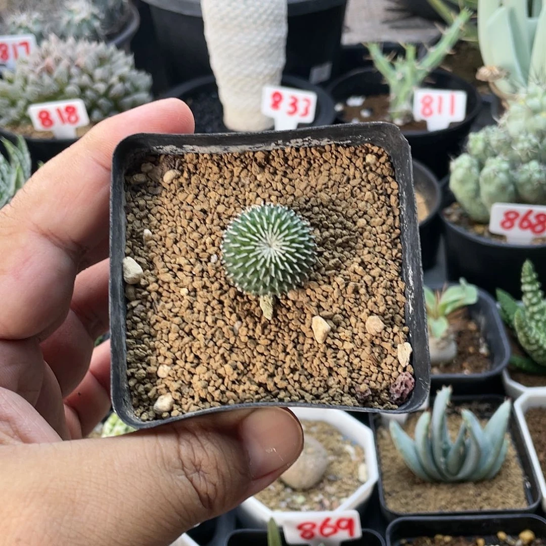 实生刺缀精巧殿仙人球多肉