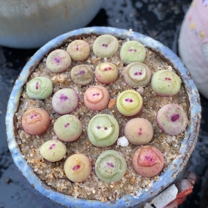 1380b小红嘴一颗 买1送1