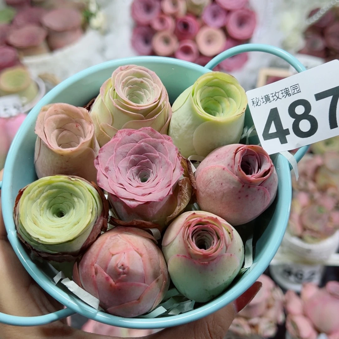 487一桶混色精品玫瑰。