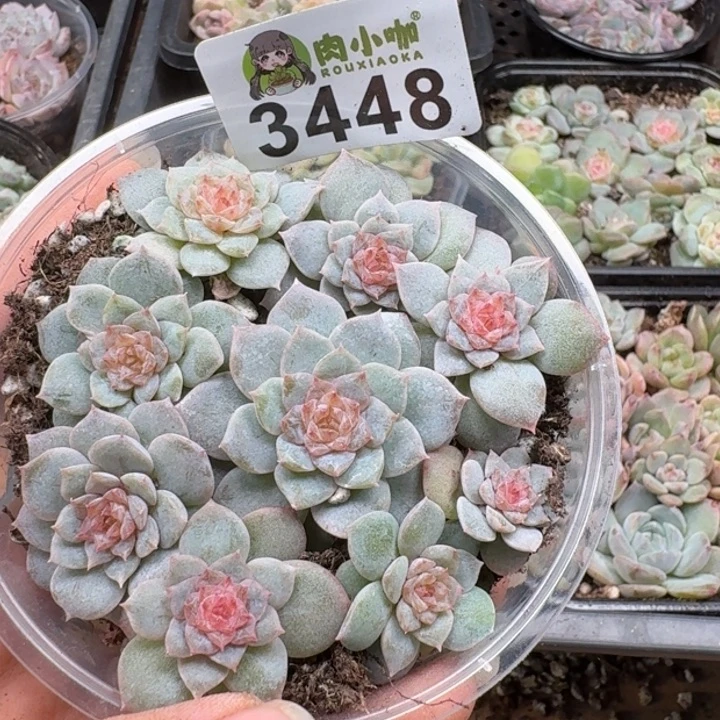 多肉植物多肉植物