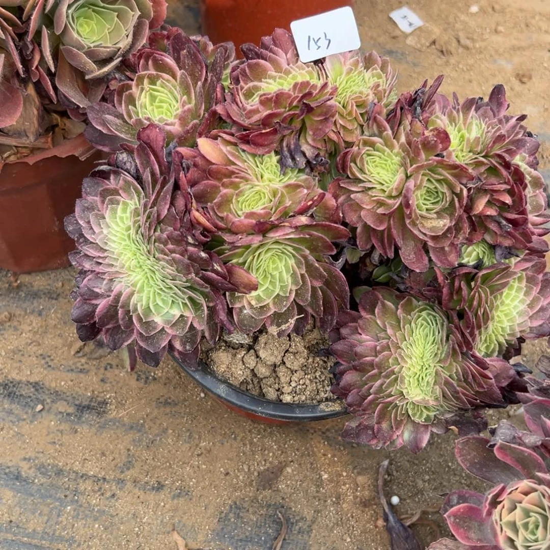 153海王缀多肉植物系