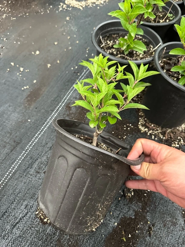 新品种丛生圆锥绣球多年露天苗阳台庭院易养护