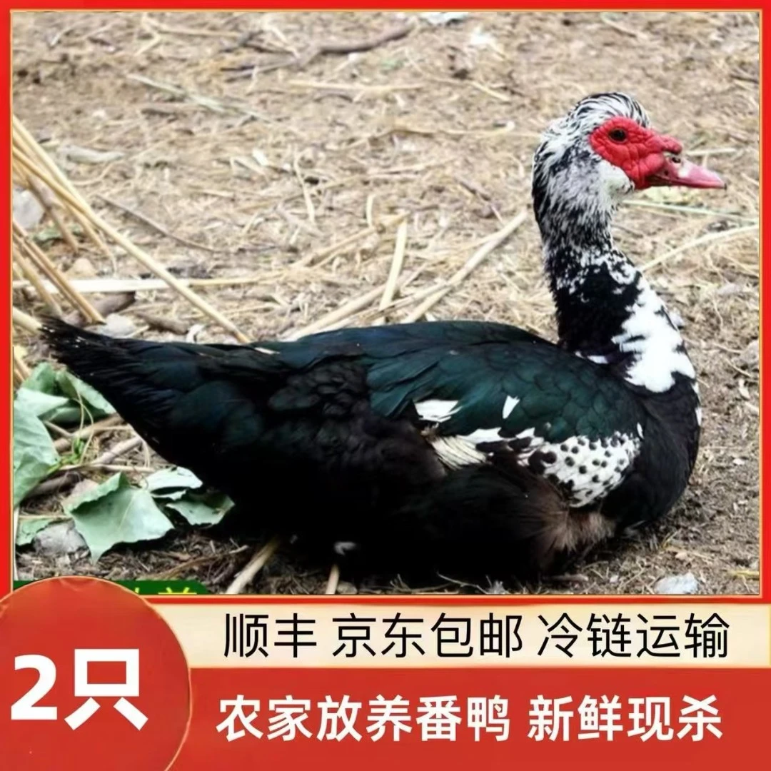 山林放养番鸭 顺丰/京东包邮 2只净重8斤