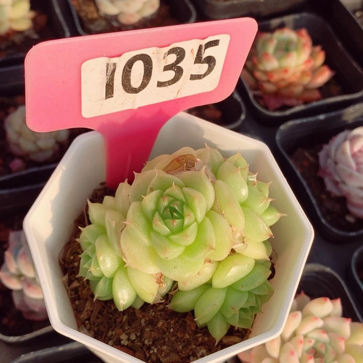 一*麦秆6cm不包整群