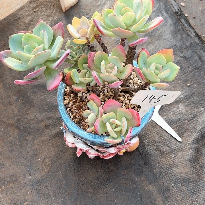 多肉植物，白月光145号