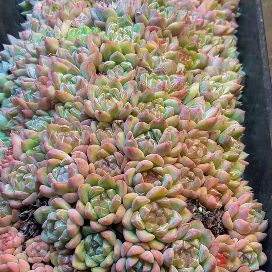 你****066大热的小伙伴都在