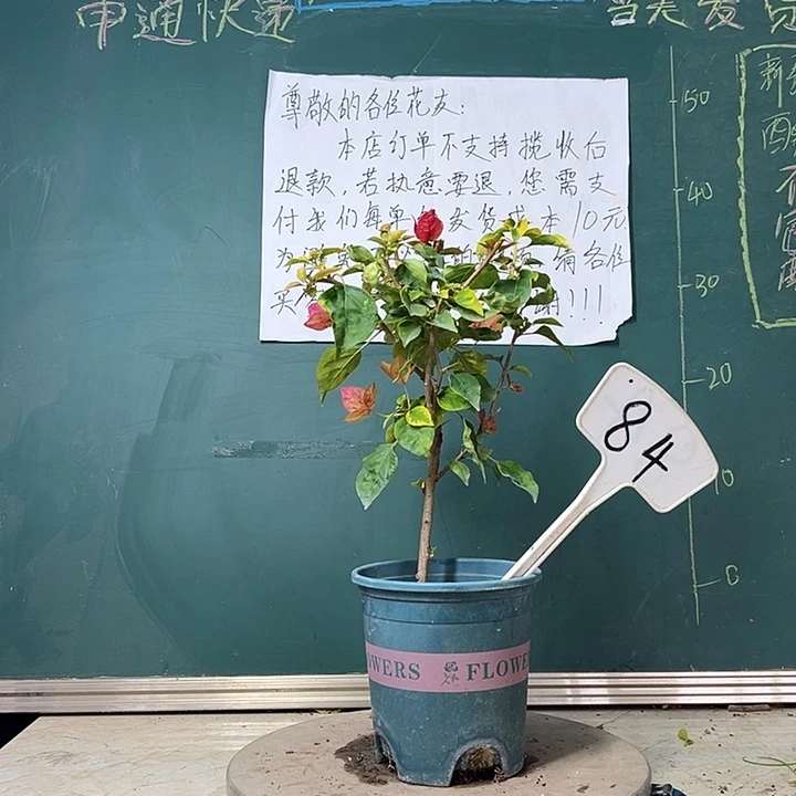 全部花苞 红九月  84