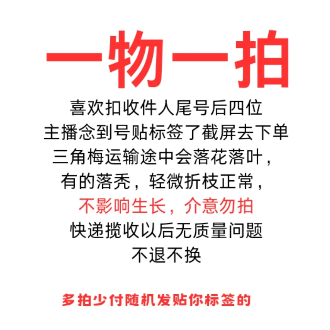 【三角梅一物一拍—汐源】介意运输途中落花落叶光杆轻微折枝勿拍