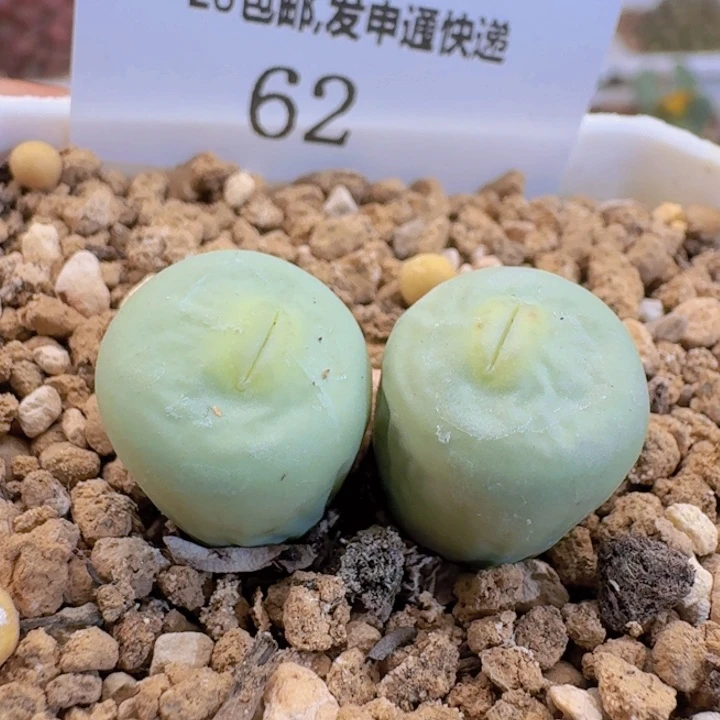 62。
