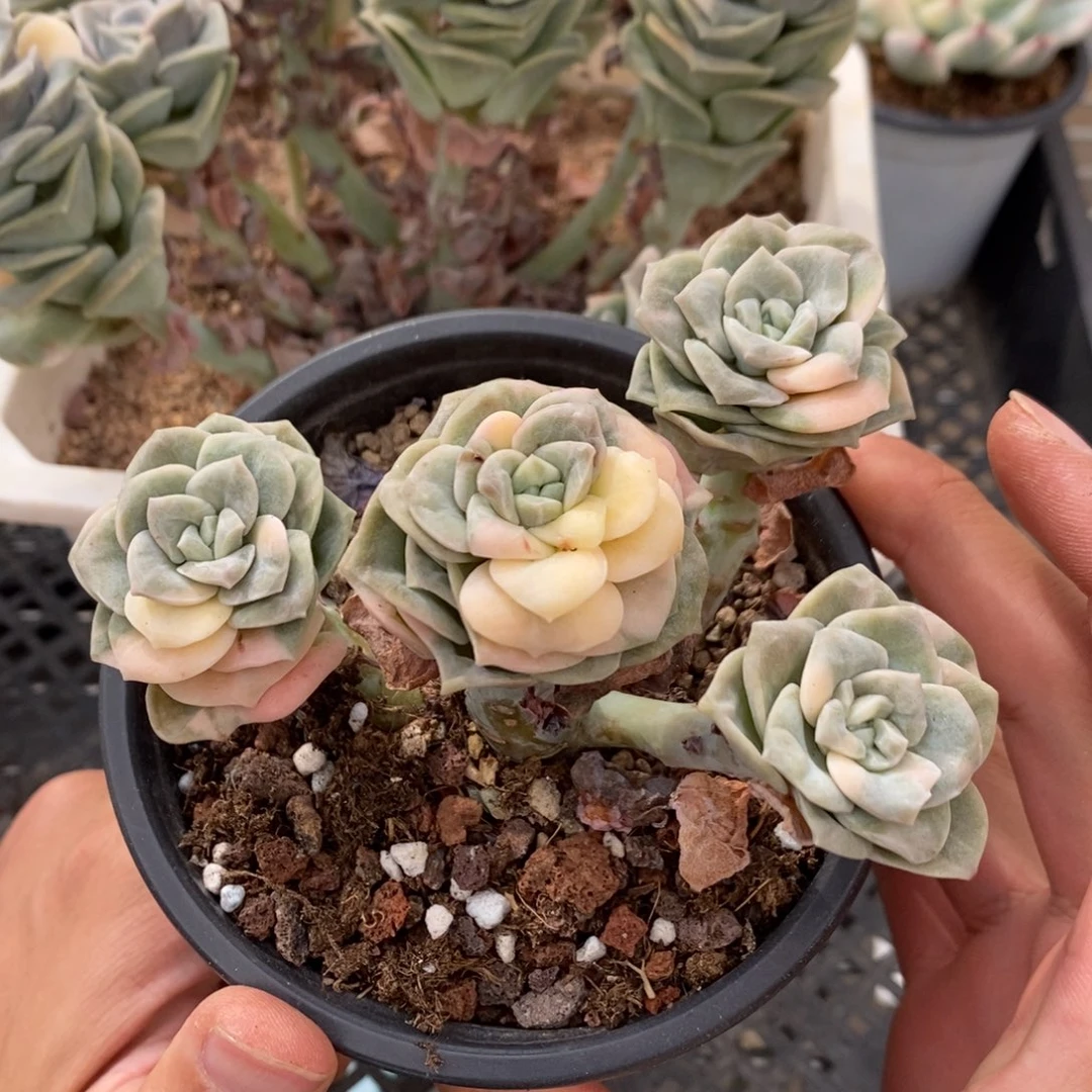 可爱玫瑰锦吉娃娃锦多肉植物A590