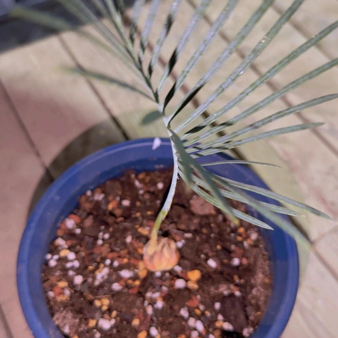 块根植物块根植物块根