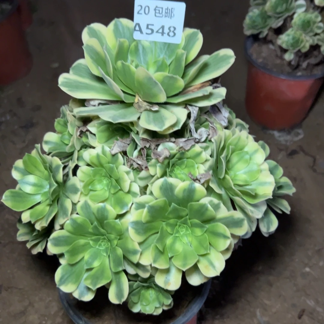 548金丝翡翠，多肉法师