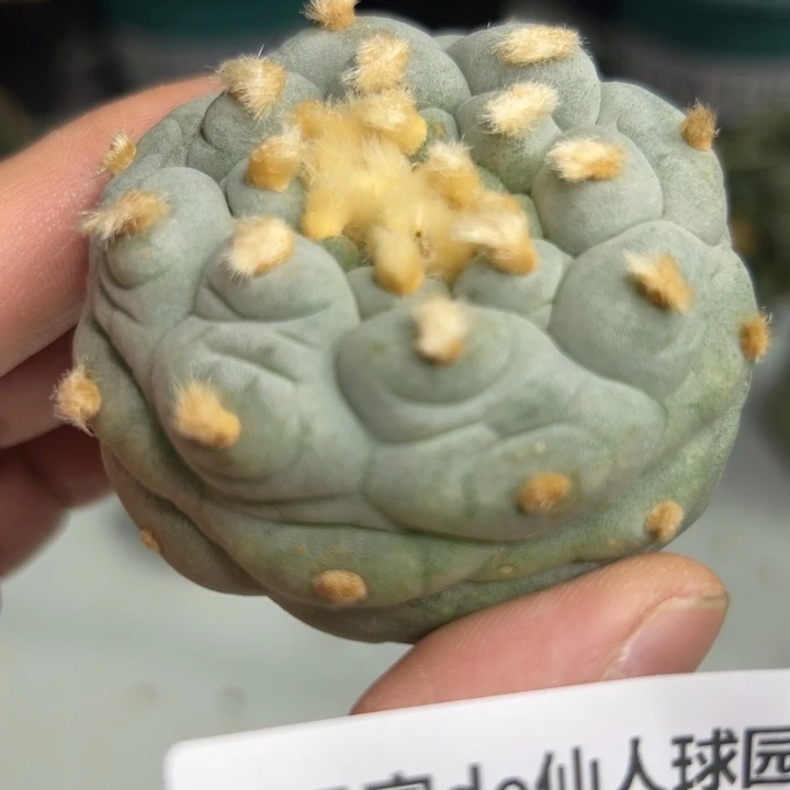 902可节后发货 可帮发根