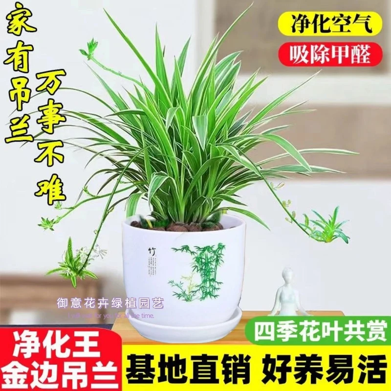正品除甲醛金边吊兰盆栽花卉室内净化空气水培绿植四季常青好养活
