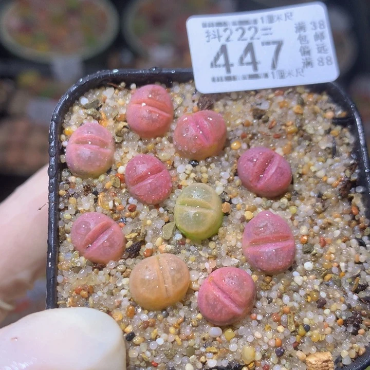 精品生石花222.447红橄榄