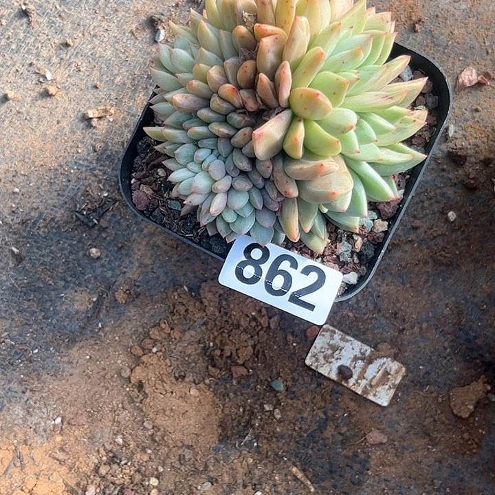 陈*多肉植物一物一拍