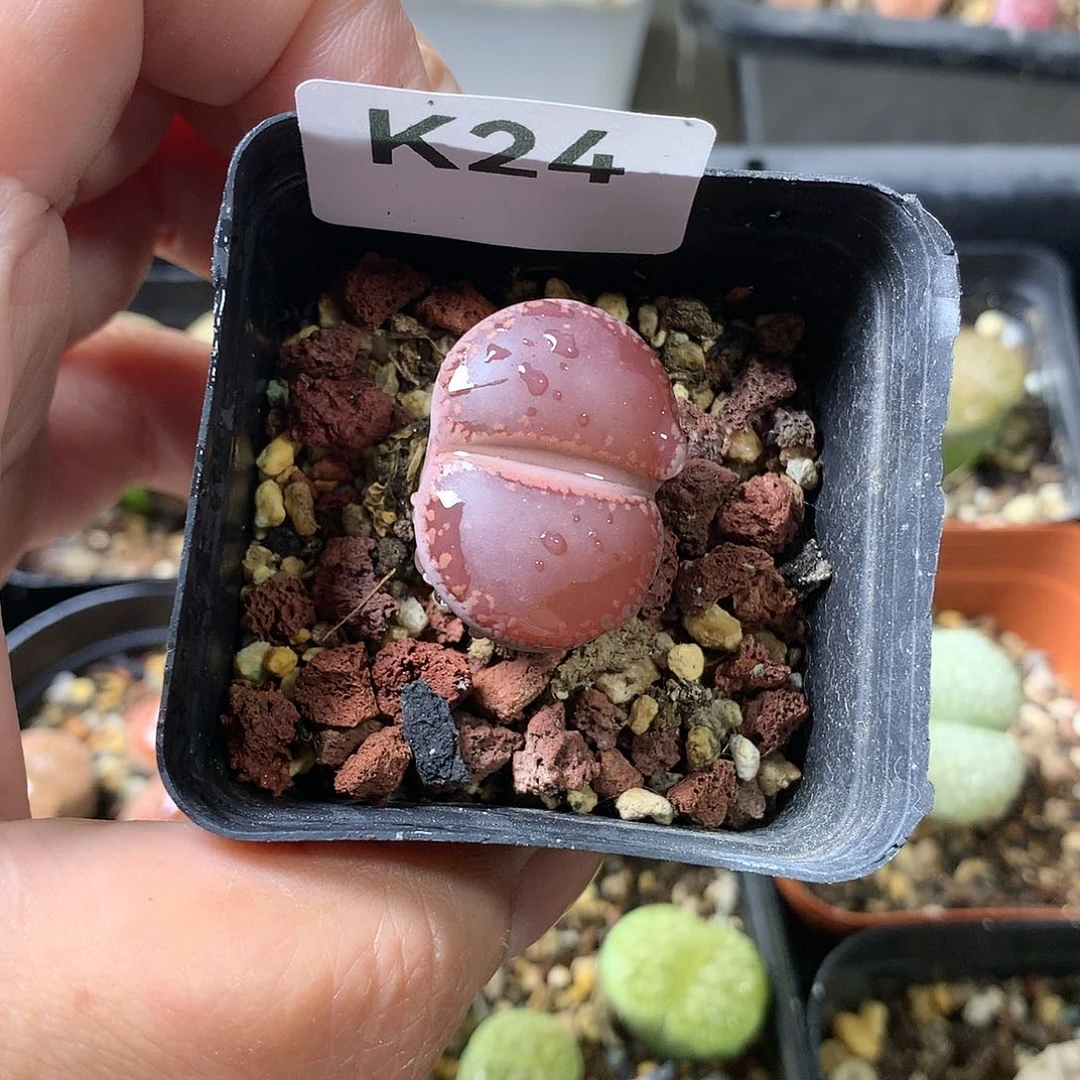 梅****吃K24多肉植物保护