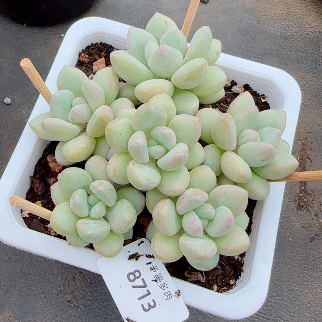 手捧泡泡糖，8713多肉植物