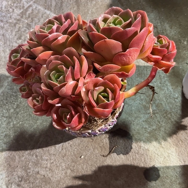 不***凡玫瑰3678978¥@jkihn