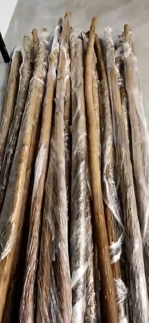 无刺蔷薇扦插杆嫁接月季10颗起拍刺梨桩