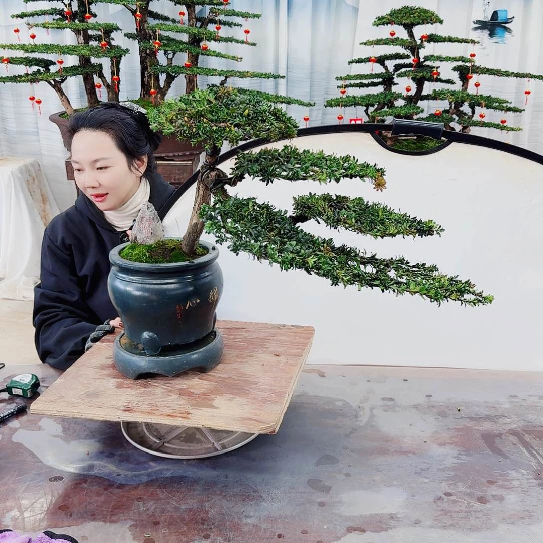 绿植罗汉松一物一拍