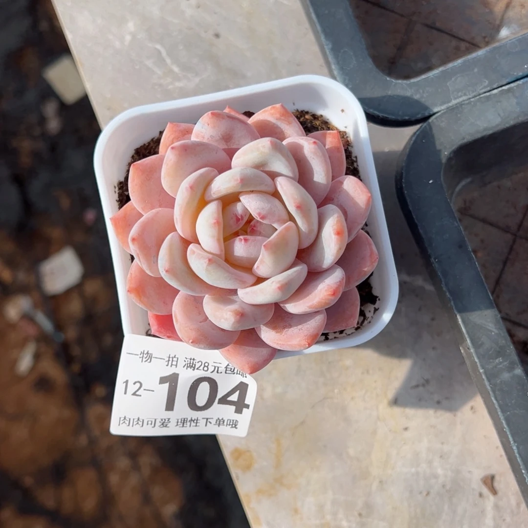 橙梦露多肉多肉多肉多肉