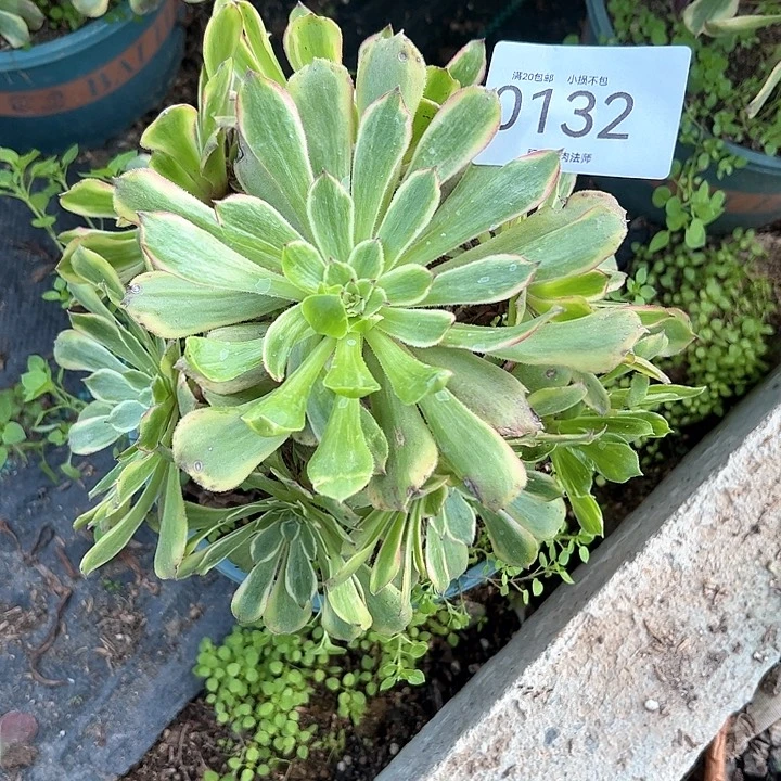 0132花脸粉黛多肉植物