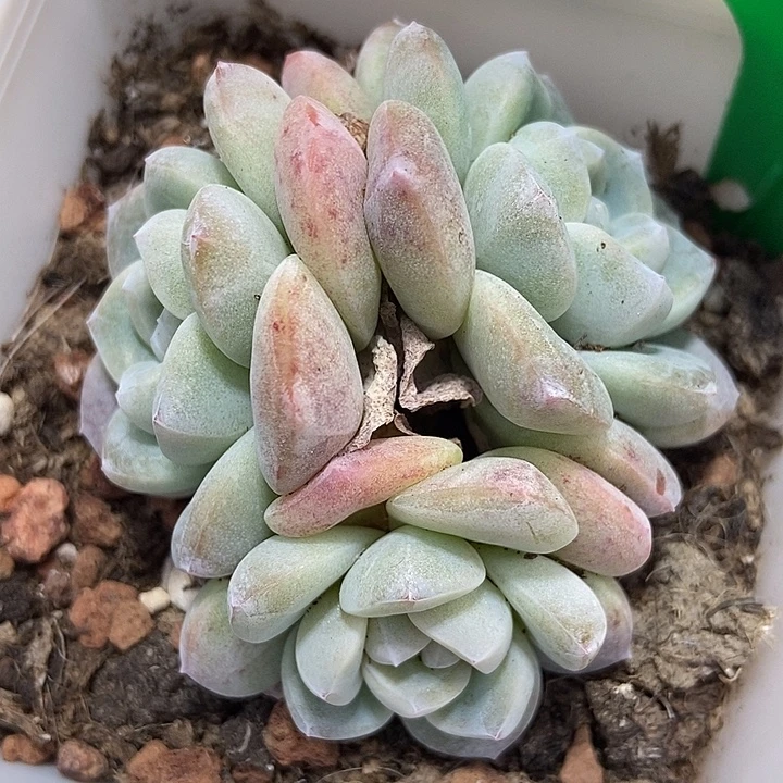 多肉植物冰玉3005duorq