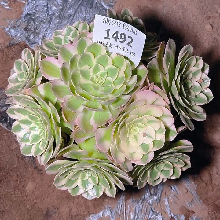 1492海仙多肉植物保护