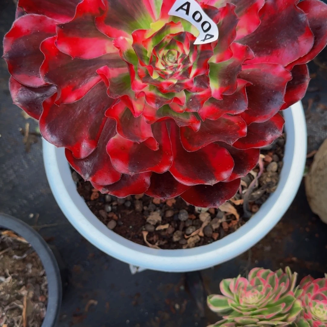 今***逅004多肉植物法师寄养