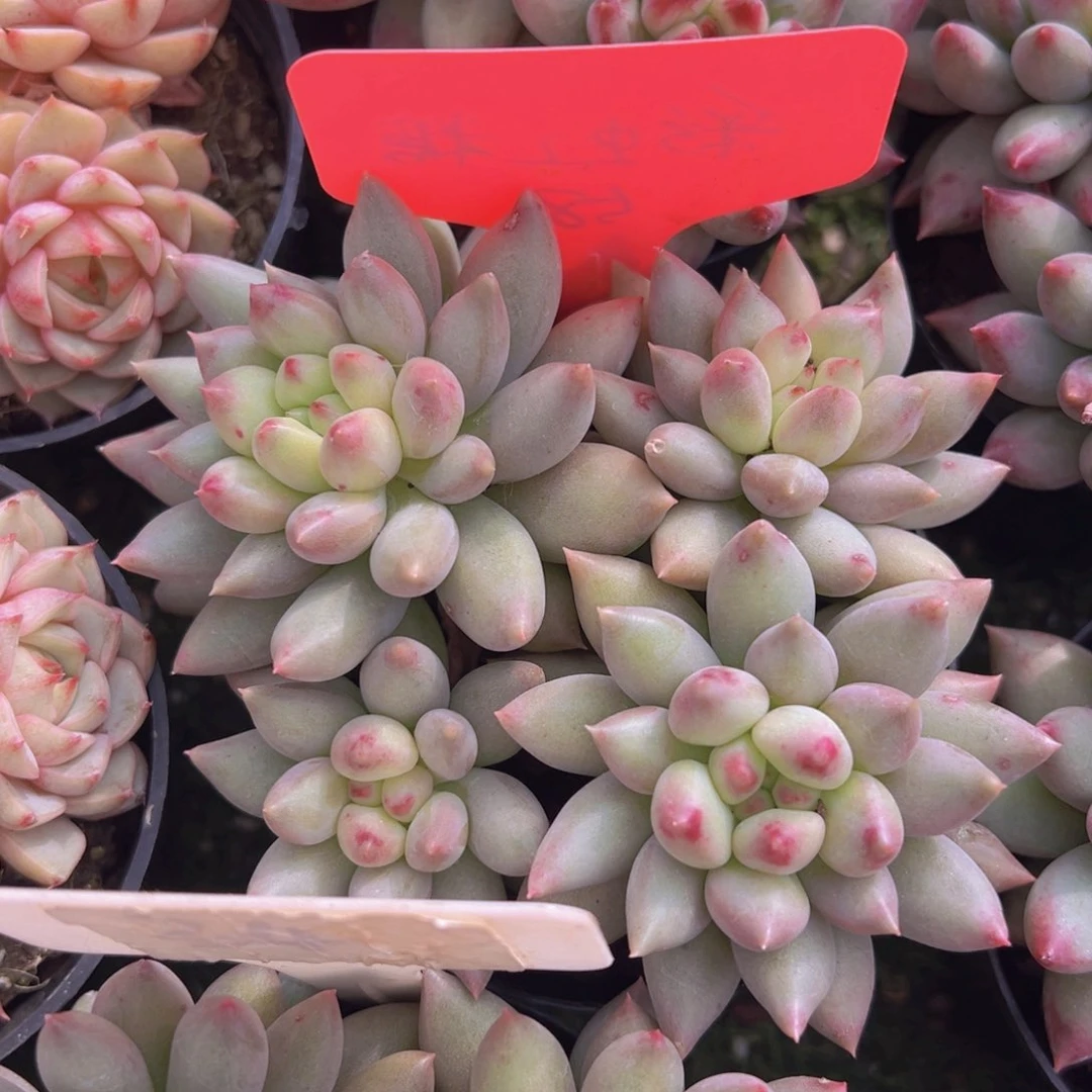 香玉等多种名贵的产品和