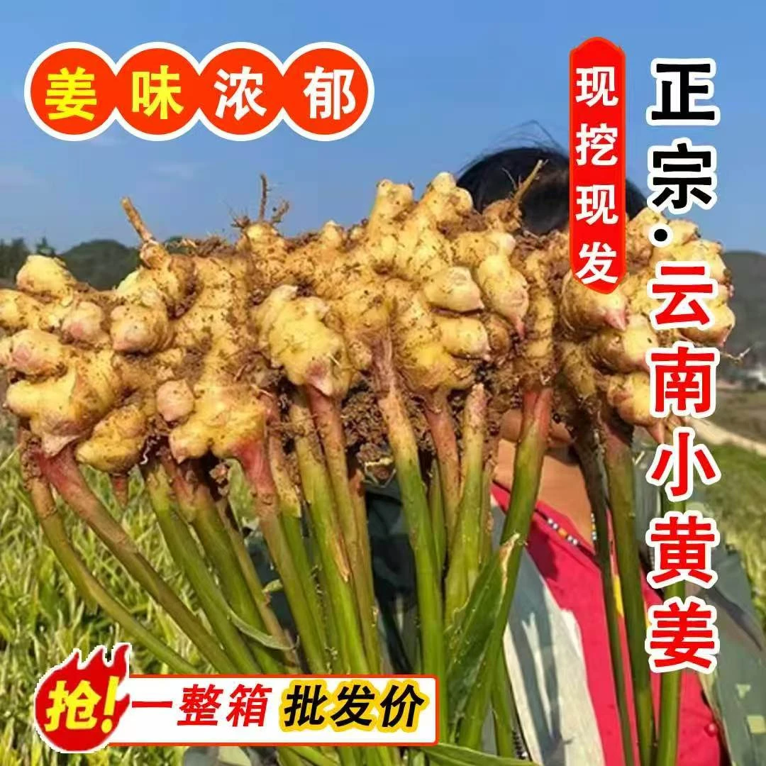 【正宗云南小黄姜】高山新鲜现挖山地种植浓郁辛辣够味土生姜老姜