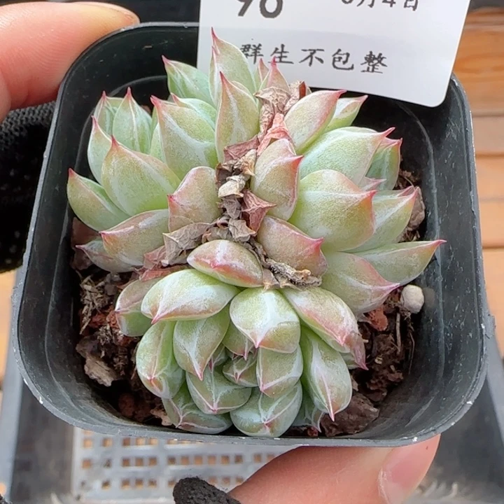 雪花珍妮3头0604-96