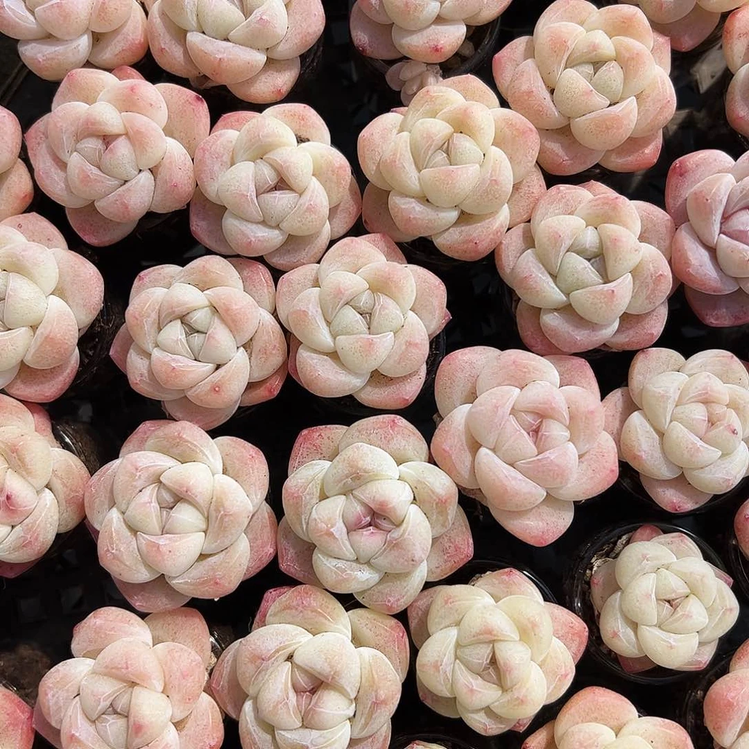 拍7发8颗，白，粉色两种带盆