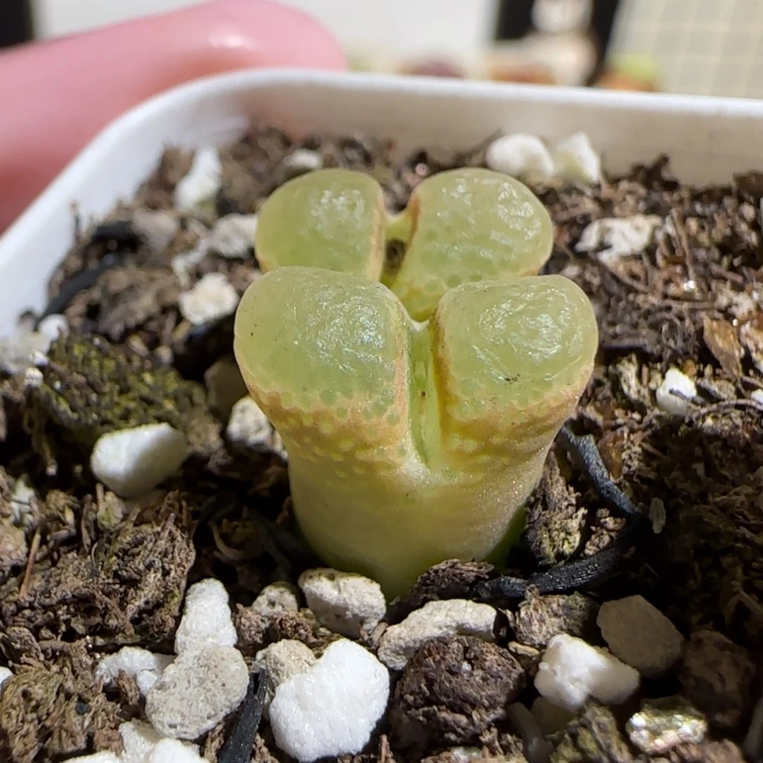 肉锥多肉植物百科-粉樱342