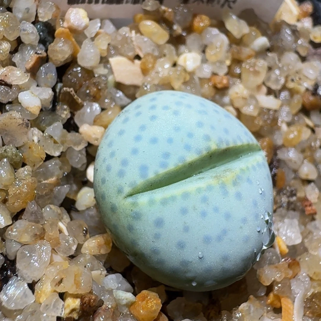 Zzzz精品生石花960