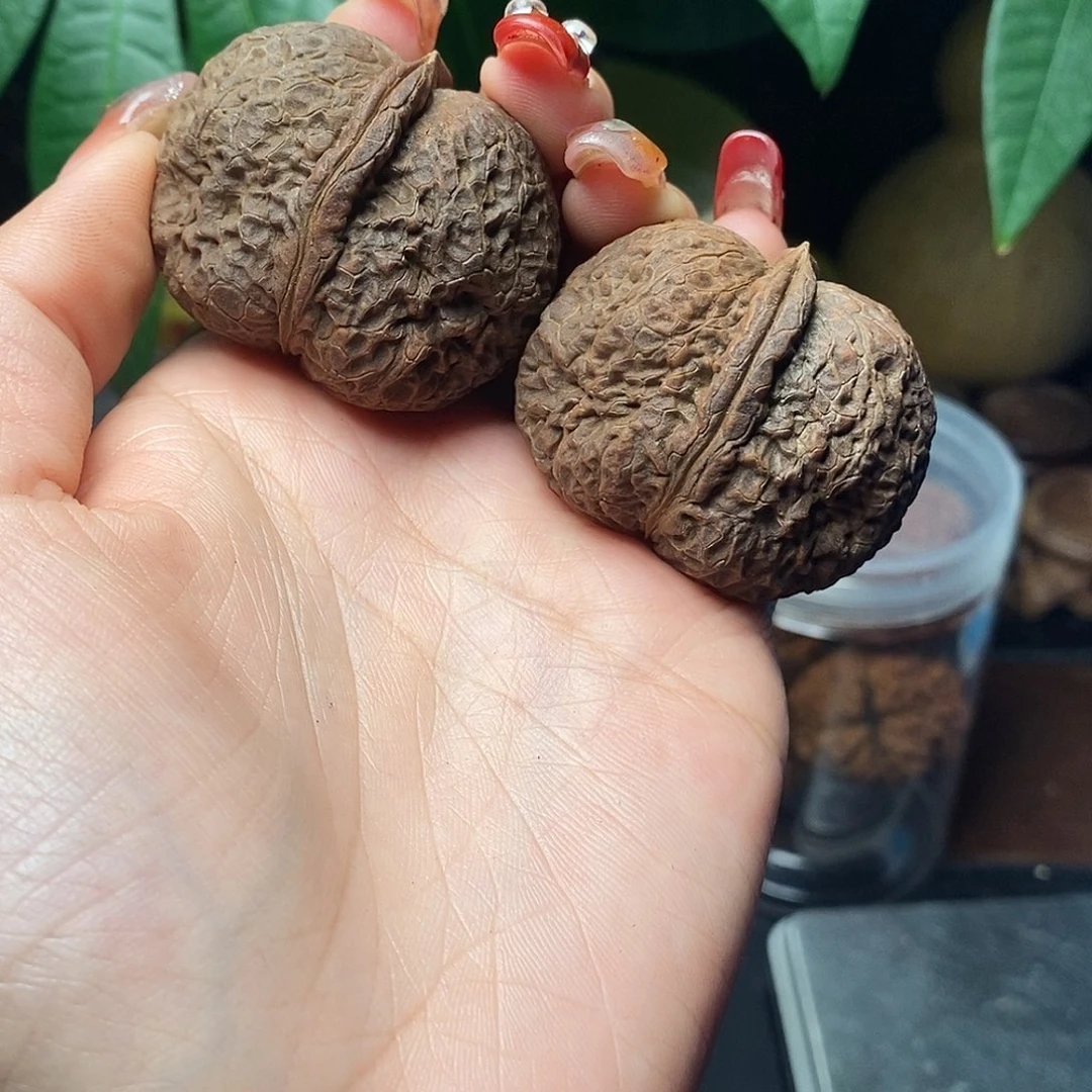 文玩核桃把件天*琴菊花元宝