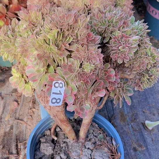 用***贝多肉植物一个女神追