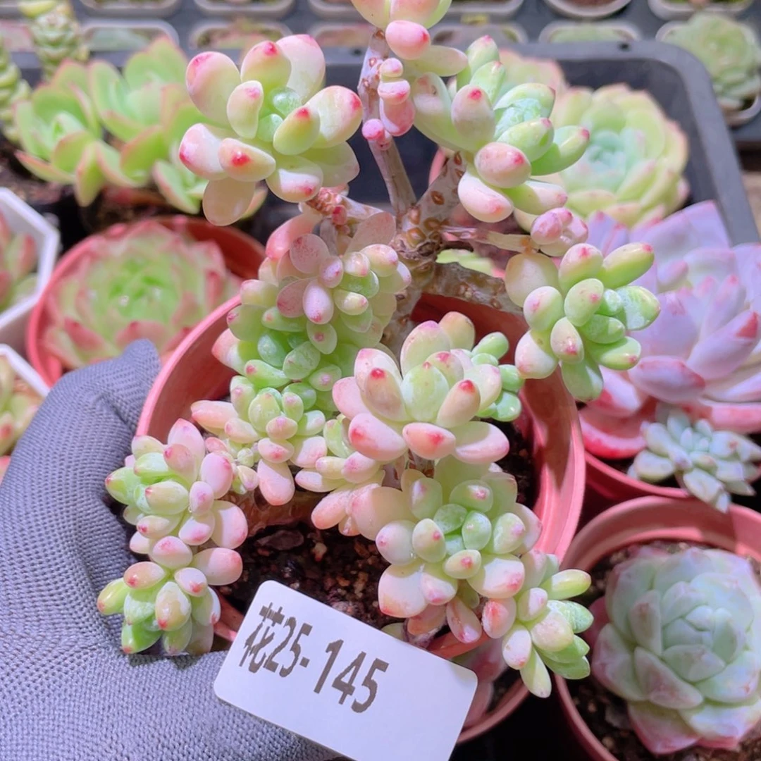 花利美25-145罗琦群
