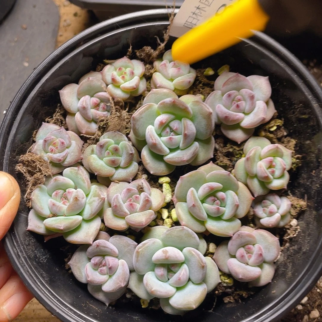 多肉植物多肉植物89