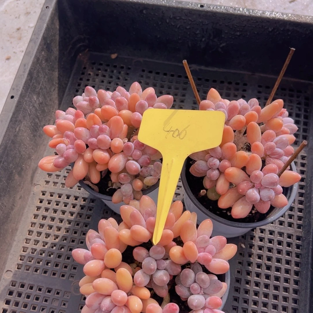 七****）香玉的故事是一个人的故事