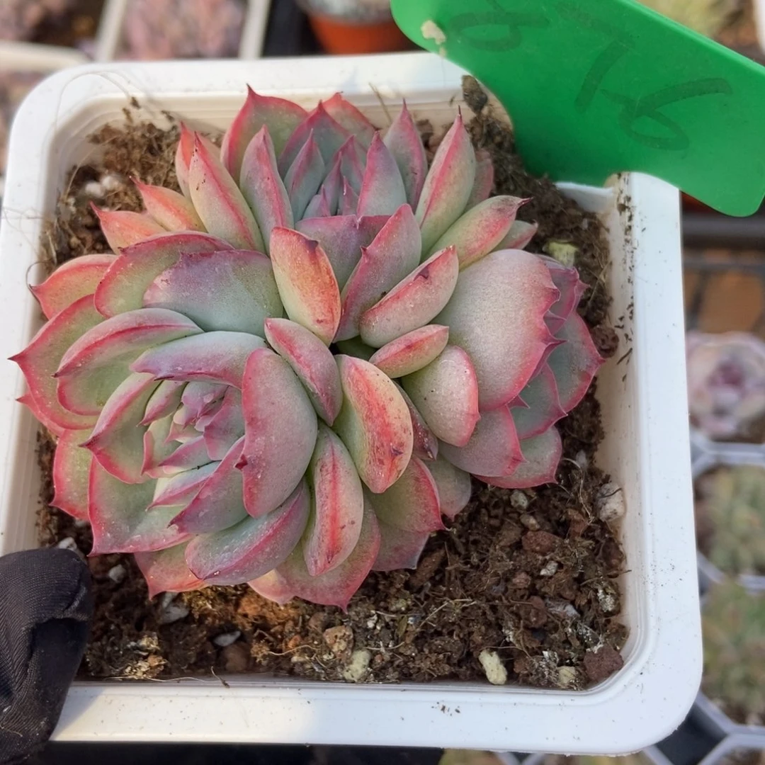 876侧影多肉植物保护