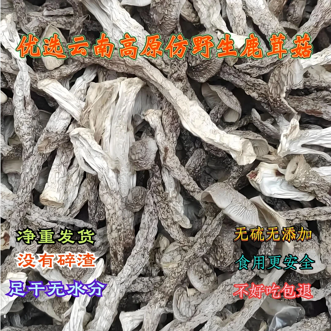 云南高原头茬鲜脆鹿茸菇食用菌山货鹿茸菇养生汤脆菇农家干货